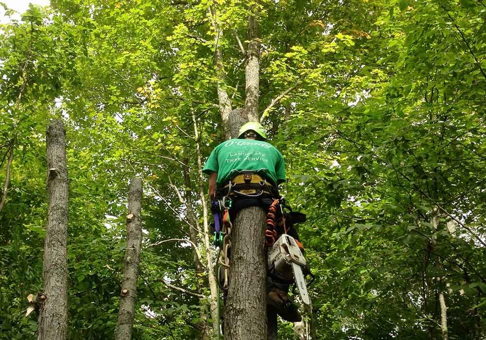 The 5 best tree care services in Osnabrück – Professional treatment of damaged trees